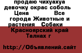 продаю чихуахуа девочку,окрас соболь › Цена ­ 25 000 - Все города Животные и растения » Собаки   . Красноярский край,Талнах г.